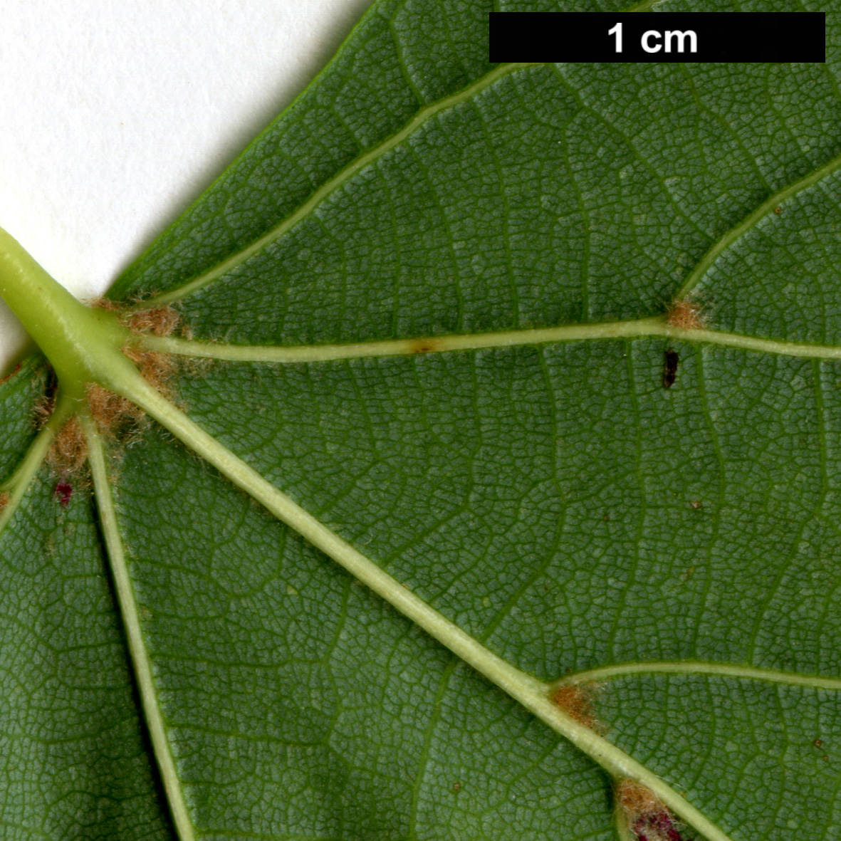 High resolution image: Family: Malvaceae - Genus: Tilia - Taxon: ×europaea - SpeciesSub: 'Wratislaviensis' (T.cordata × T.platyphyllos)